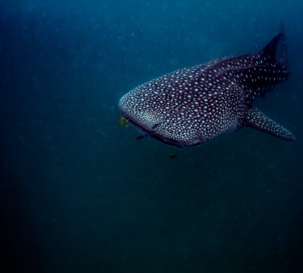 Whale Shark Snorkeling