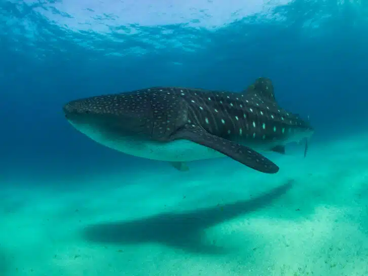 3 Day Mafia Island Safari